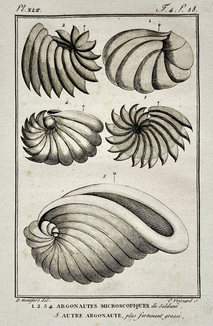 Georges-Louis Leclerc, Comte de Buffon – Microscopic Argonauts and Other Shells – Engraving (1 of 2)