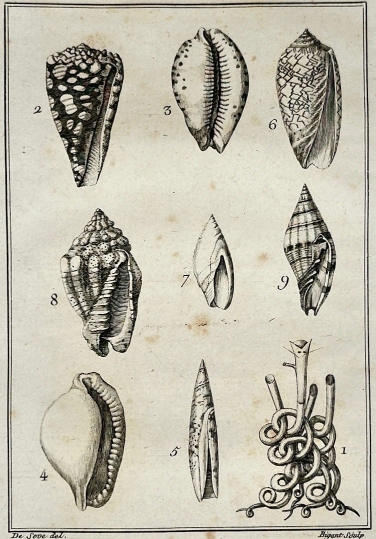 Georges-Louis Leclerc, Comte de Buffon – Various Marine Shells including Cone and Cowry (1 of 2)