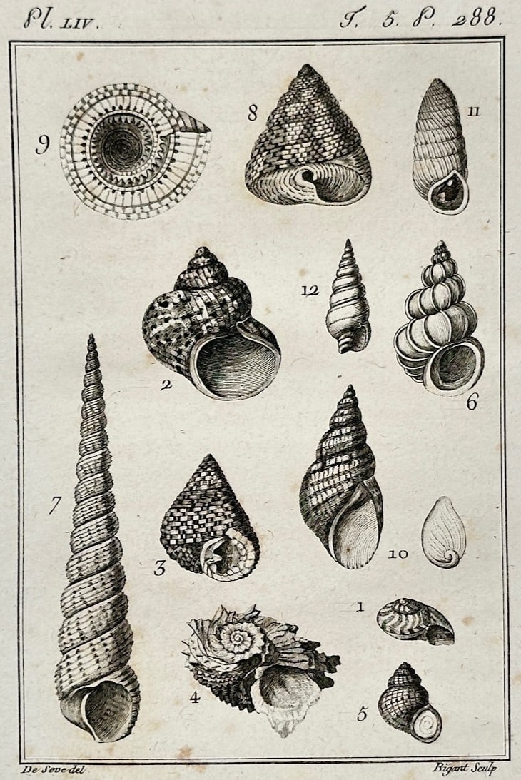 Georges-Louis Leclerc, Comte de Buffon – Various Marine Shells including Turritella – Engraving (1 of 2)