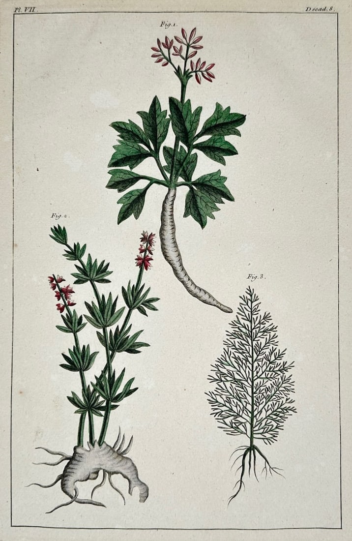 Pierre-Joseph Buc'hoz – Botanical Studies of Flowering Roots and Foliage – Hand-colored (1 of 2)