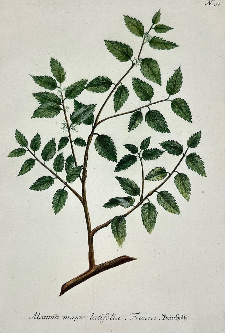 Johann Wilhelm Weinmann – Botanical Study of Alcanna Major Latifolia – Mezzotint and engraving (1 of 2)