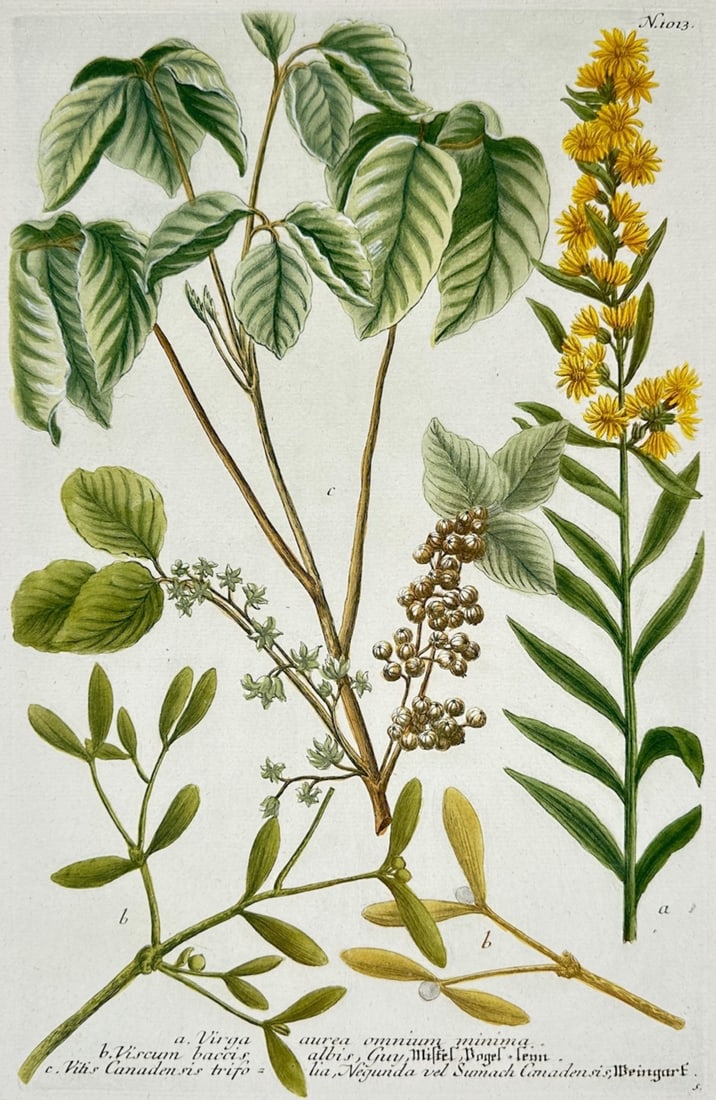 Johann Wilhelm Weinmann – Botanical Study of Virga Aurea, Viscum Baccis Albis (1 of 2)