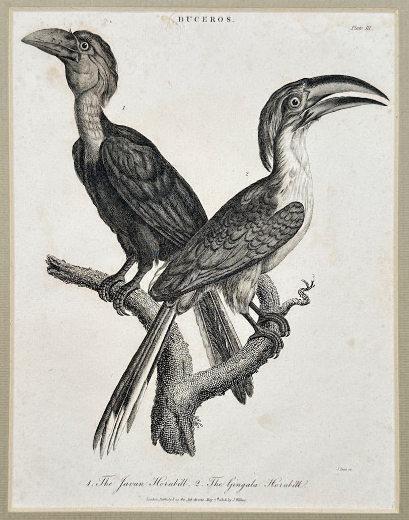 John Wilkes – Natural History Study of Hornbills – Engraving (1801) (1 of 3)