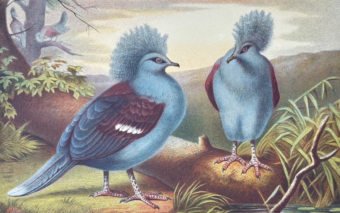 Friedrich Wilhelm Kuhnert – Crowned Pigeons – Chromolithograph (19th Century): "Crowned Pigeons" This zoological print illustrates a scenic study of two crowned pigeons with prominent crests and blue-grey plumage situated near a fallen log and water. The work was published durin