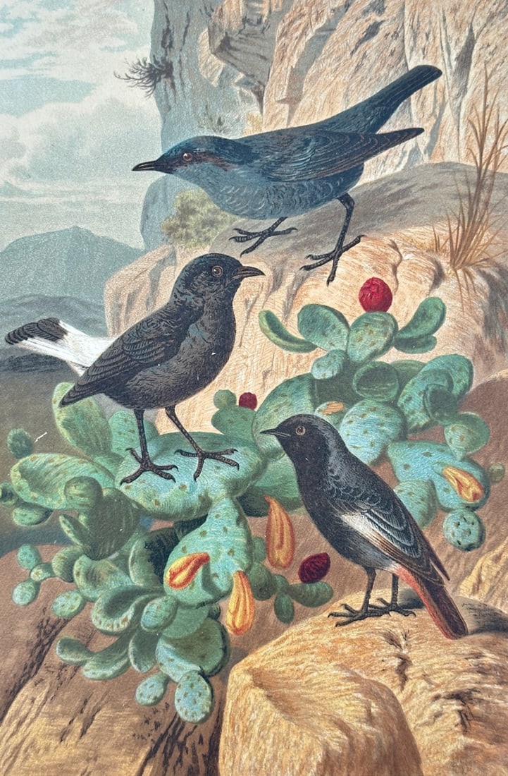 Friedrich Wilhelm Kuhnert – Blue Rock Thrush, Black Wheatear, and Black Redstart (1 of 2)