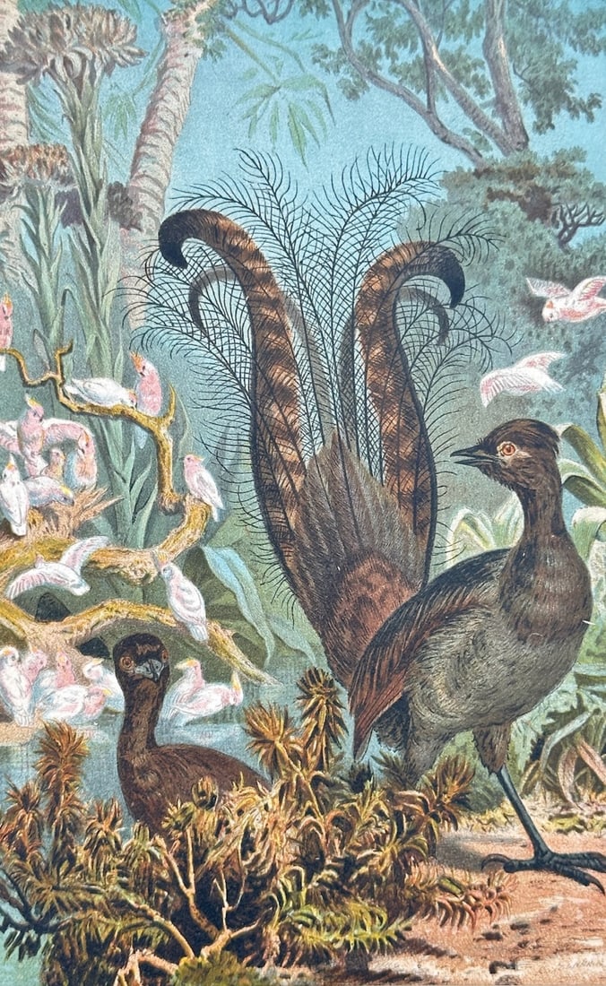 Friedrich Wilhelm Kuhnert – Lyrebirds – Chromolithograph (19th Century) (1 of 2)