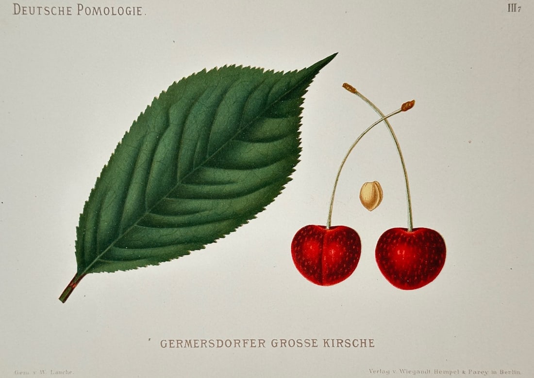 Wilhelm Lauche – Botanical Study of Germersdorfer Grosse Kirsche – Chromolithograph: "Germersdorfer Grosse Kirsche" This pomological print illustrates a scientific study of a specific cherry variety, featuring a serrated green leaf alongside a pair of ripe red cherries and an isolated