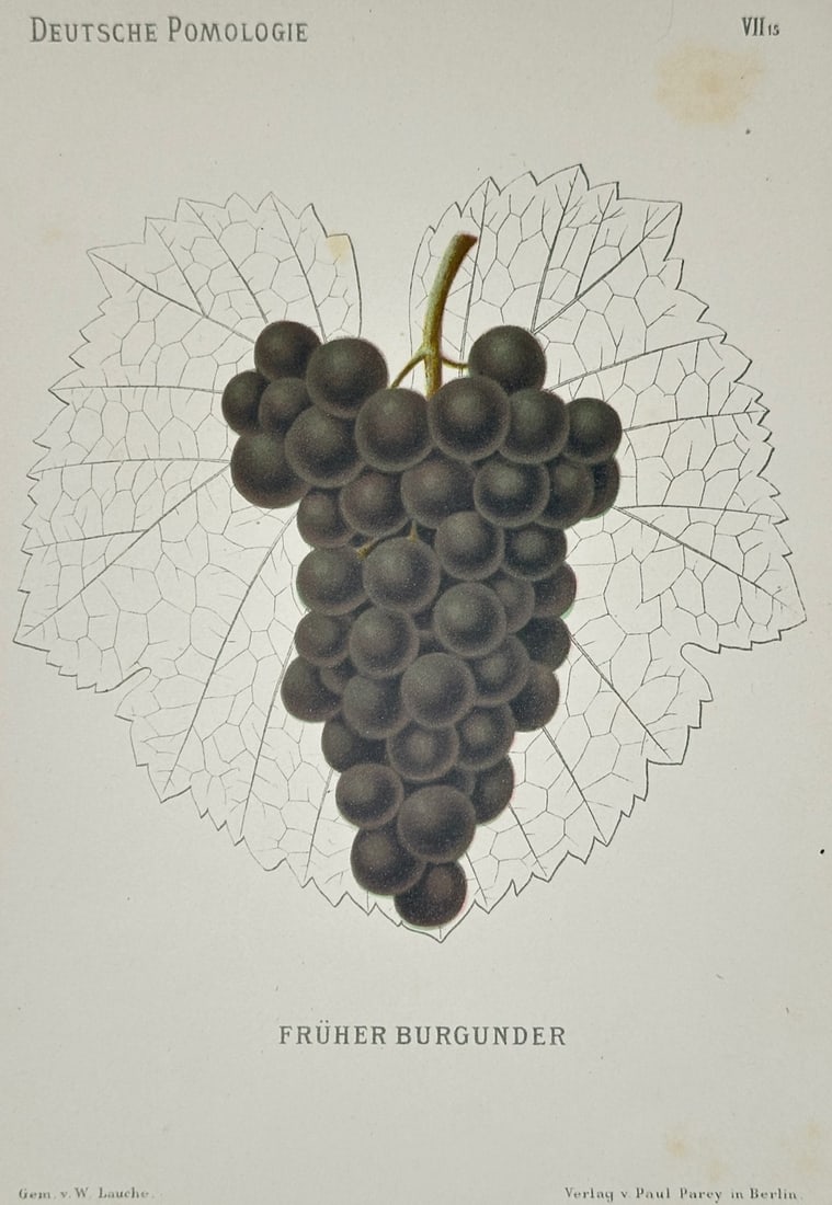 Wilhelm Lauche – Botanical Study of Früher Burgunder Grapes – Chromolithograph (19th Century): "Früher Burgunder" This pomological print illustrates a scientific study of a specific grape cultivar, featuring a dense bunch of dark purple grapes set against a detailed outline of a vine leaf. The