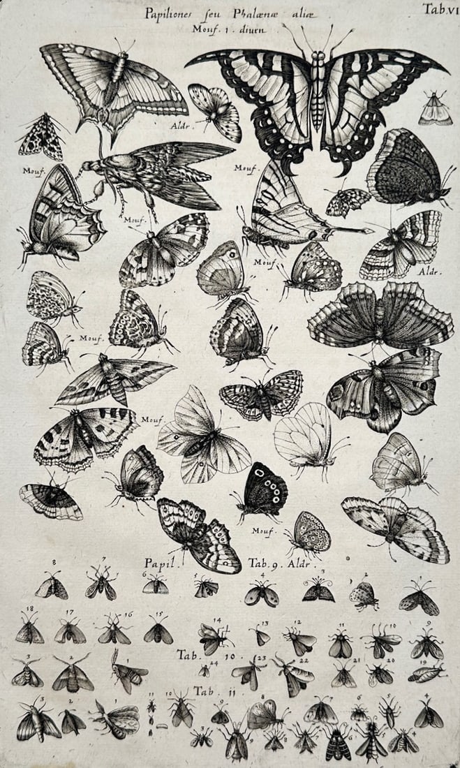 Jon Jonasen – Entomological Studies of Butterflies and Insects – Engraving (17th Century) (1 of 2)