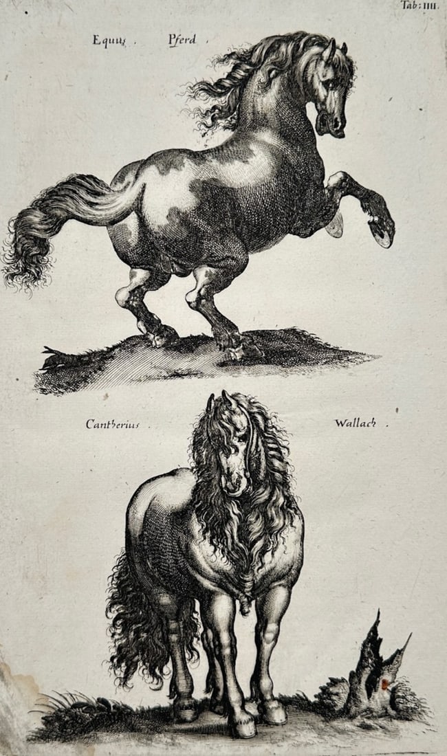 Jon Jonasen – Zoological Studies of Horses – Engraving (17th Century) (1 of 2)