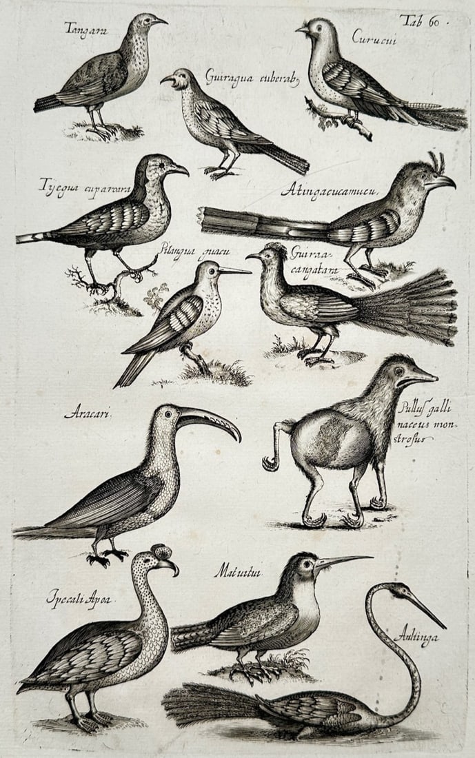 Jon Jonasen – Zoological Studies of Exotic Birds – Engraving (17th Century) (1 of 2)