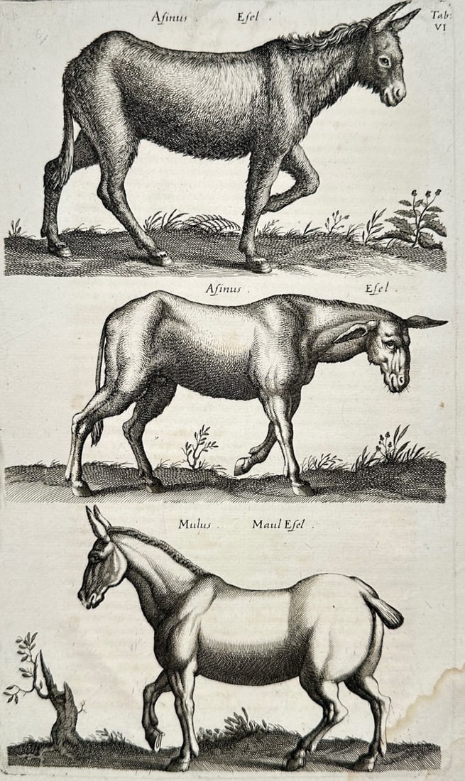 Jon Jonasen – Zoological Studies of Donkeys and Mules – Engraving (17th Century): "Asinus and Mulus" This zoological print illustrates a scientific study of different equines, including donkeys and a mule shown in profile across separate ground planes. The work was published during