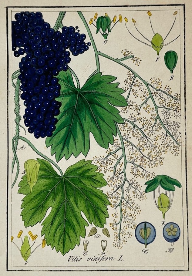 Max Schulze – Botanical Study of Vitis Vinifera – Lithograph (19th Century): "Vitis Vinifera" This botanical print illustrates a scientific study of a grapevine, featuring a dense cluster of dark grapes alongside prominent green leaves, flowering clusters, and individual flora