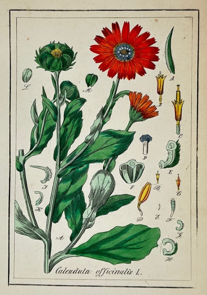 Max Schulze – Botanical Study of Calendula Officinalis – Lithograph (19th Century): "Calendula Officinalis" This botanical print illustrates a scientific study of a marigold plant, featuring a flowering stem with vibrant orange blossoms and green leaves alongside individual floral di