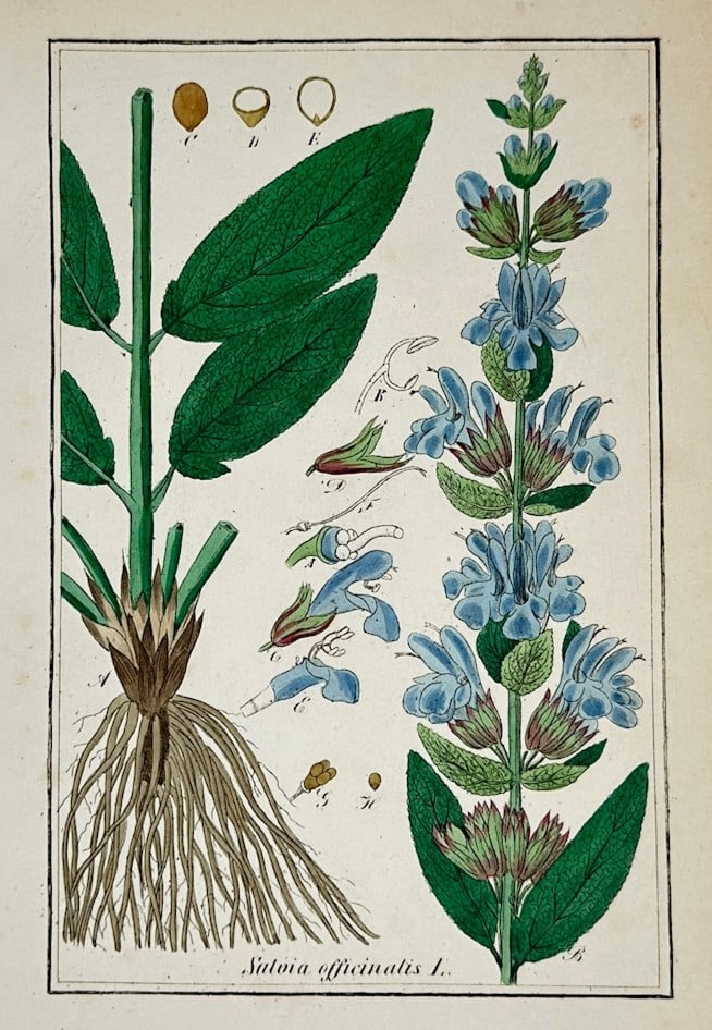 Max Schulze – Botanical Study of Salvia Officinalis – Lithograph (19th Century): "Salvia Officinalis" This botanical print illustrates a scientific study of a sage plant, featuring a flowering stem with blue blossoms and green leaves alongside root structures, individual floral di