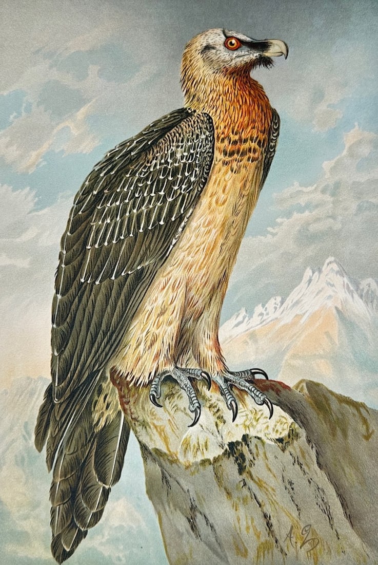 Johann Friedrich Naumann – Botanical Study of Gypaetus Barbatus (Bearded Vulture) (1 of 3)