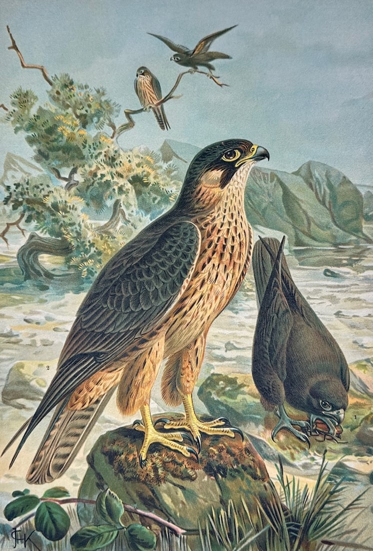 Johann Friedrich Naumann – Ornithological Study of Eleonora's Falcon – Lithograph (19th Century) (1 of 3)