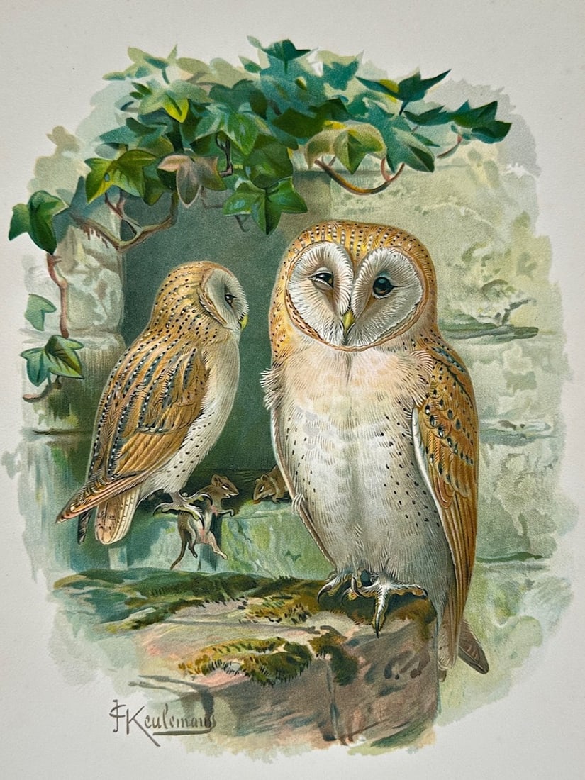 Johannes Gerardus Keulemans – Ornithological Study of Barn Owls – Lithograph (19th Century) (1 of 3)
