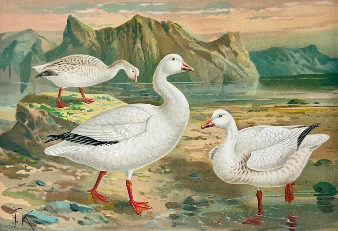 Johannes Gerardus Keulemans – Ornithological Study of Snow Geese – Lithograph (19th Century) (1 of 3)
