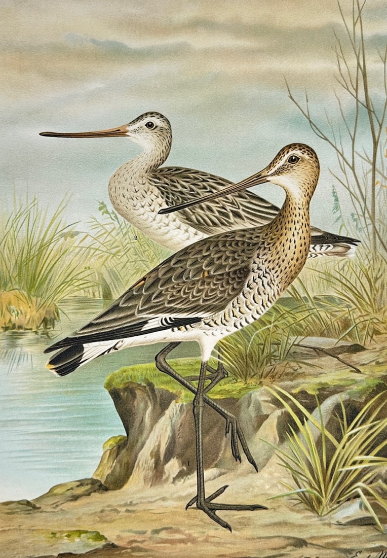 Emil de Maes – Ornithological Study of Godwits – Lithograph (19th Century): "Schwarzschwanzige und Rostrote Uferschnepfe" This ornithological print illustrates a scientific study of a black-tailed godwit and a bar-tailed godwit in their winter plumage standing along a marshy 