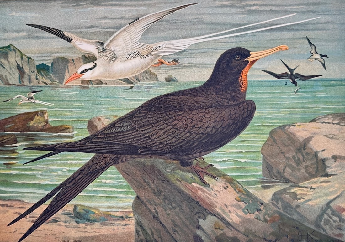 Johann Friedrich Naumann – Ornithological Study of Tropicbird and Frigatebird – Lithograph: "Tropikvogel und Fregattvogel" This ornithological print illustrates a scientific study of a red-billed tropicbird in flight and a frigatebird resting on a rocky coastal cliff. The work was published 