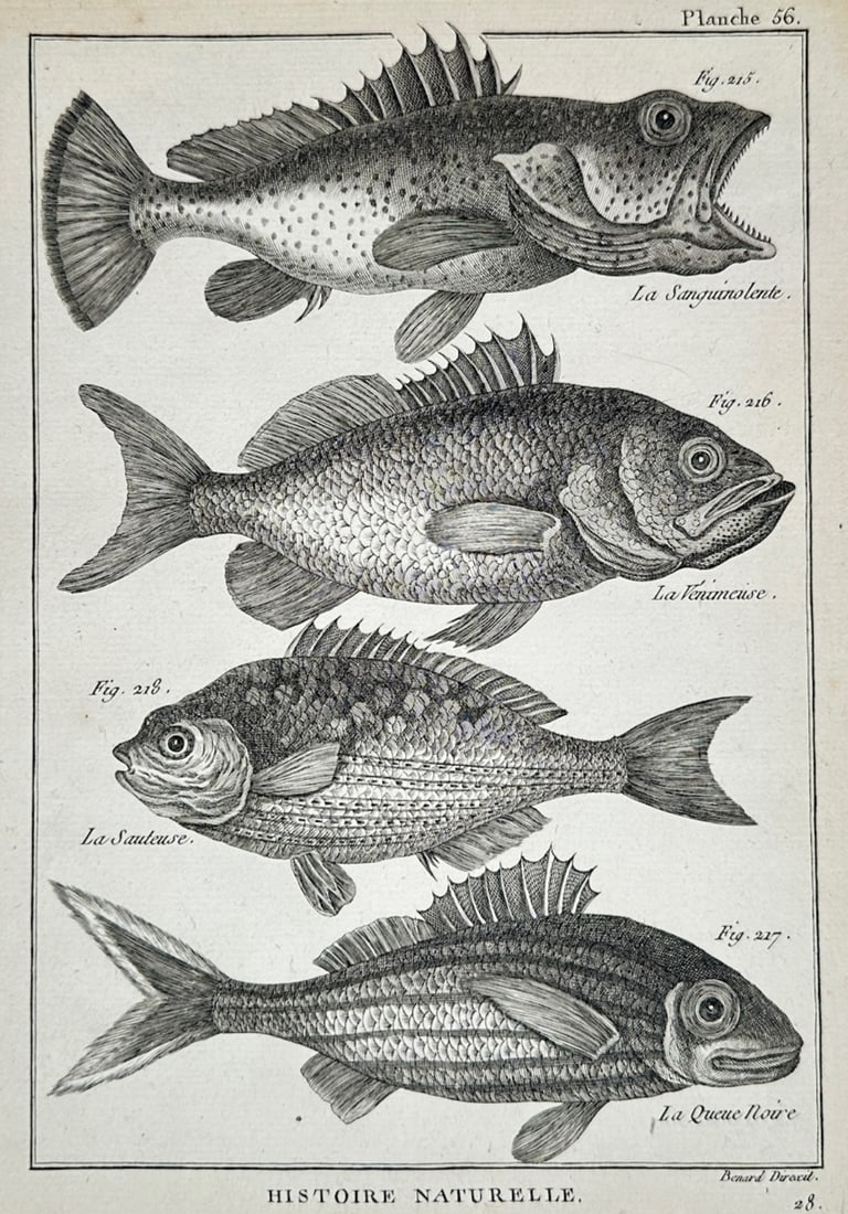 Robert Benard – Ichthyological Study of Exotic Fish – Engraving (18th Century) (1 of 2)