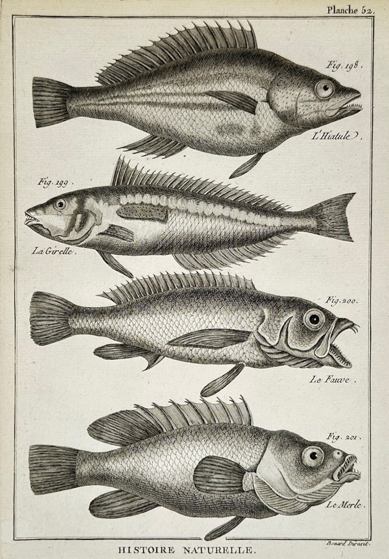 Robert Benard – Ichthyological Study of Fish Varieties – Engraving (18th Century): "L'Hiatule, La Girelle, Le Fauve, and Le Merle" This zoological print illustrates a scientific study of several marine fish species shown in profile with distinct scale patterns, dorsal fins, and expr