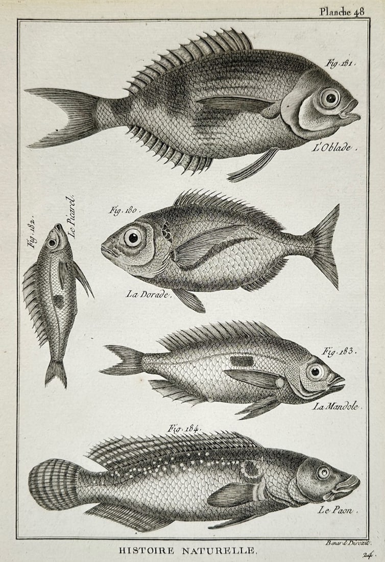 Robert Benard – Ichthyological Study of Marine Fish – Engraving (18th Century) (1 of 2)