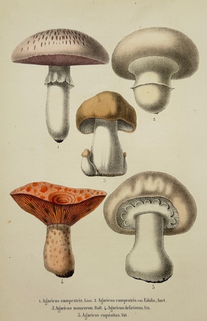Henri Joseph Redouté – Botanical Study of Mushrooms – Lithograph (19th Century) (1 of 2)