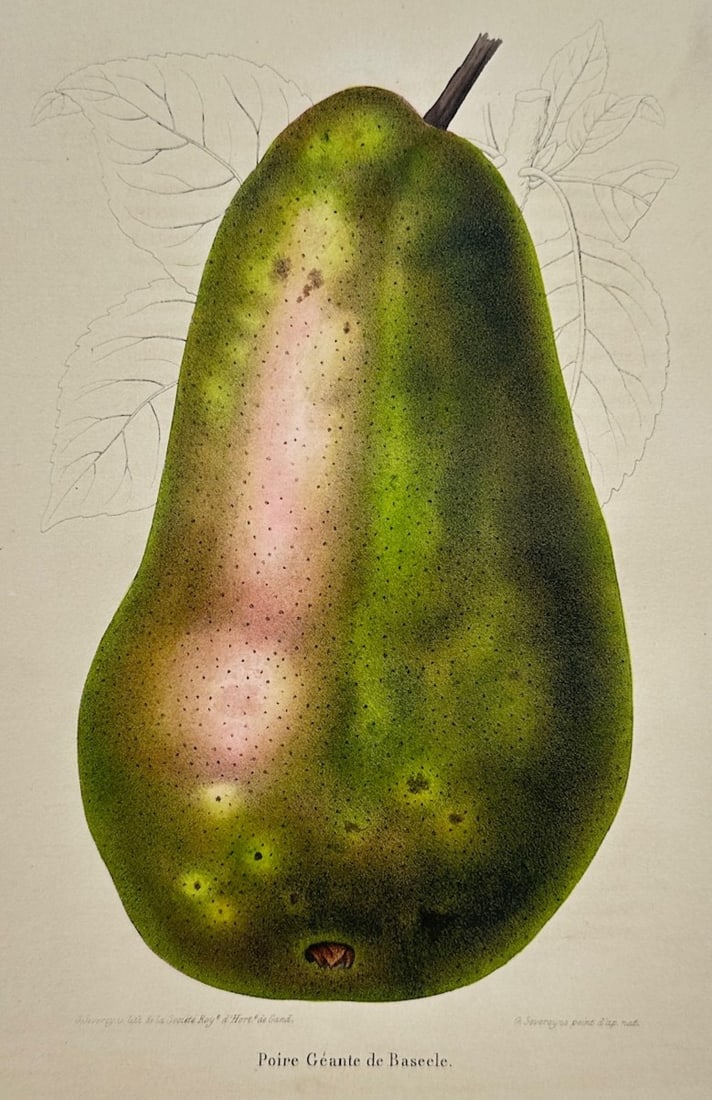 Guillaume Severeyns – Botanical Study of a Giant Pear – Lithograph (19th Century) (1 of 2)