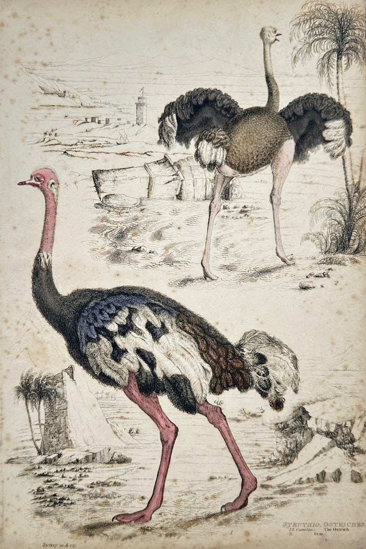 William MacGillivray – Ornithological Study of Ostriches – Lithograph (19th Century) (1 of 2)
