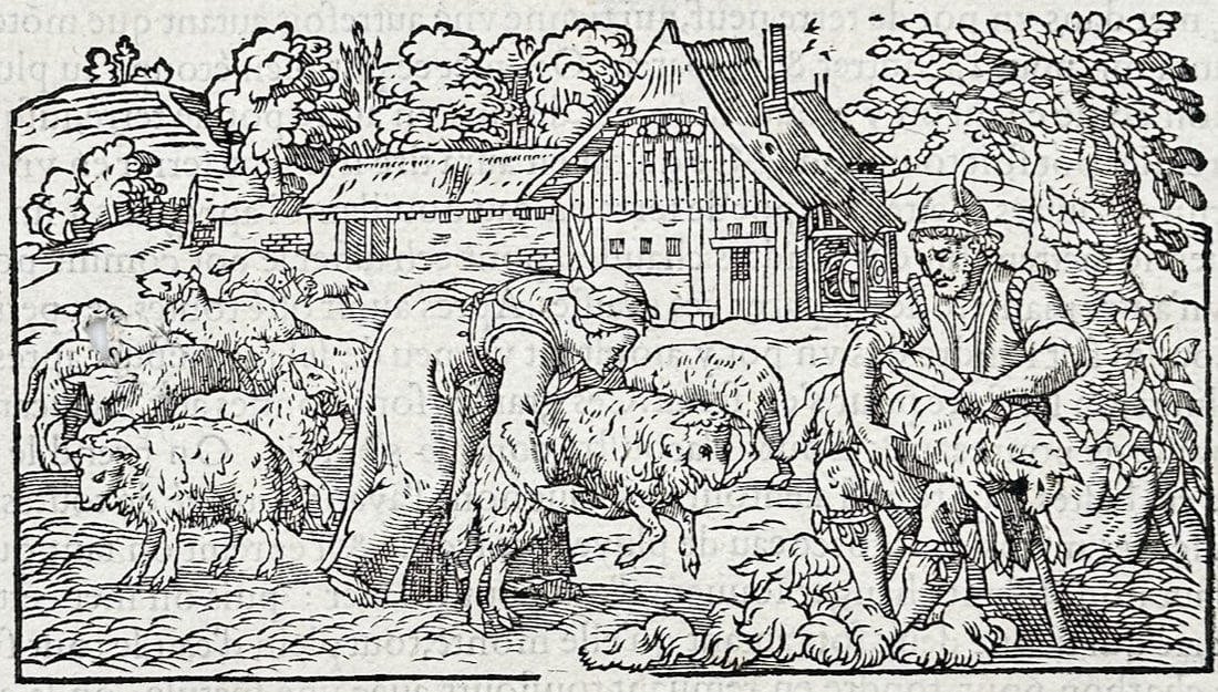 Pietro Andrea Mattioli – Botanical and Medical Study of Wool Production – Woodcut (16th Century) (1 of 3)