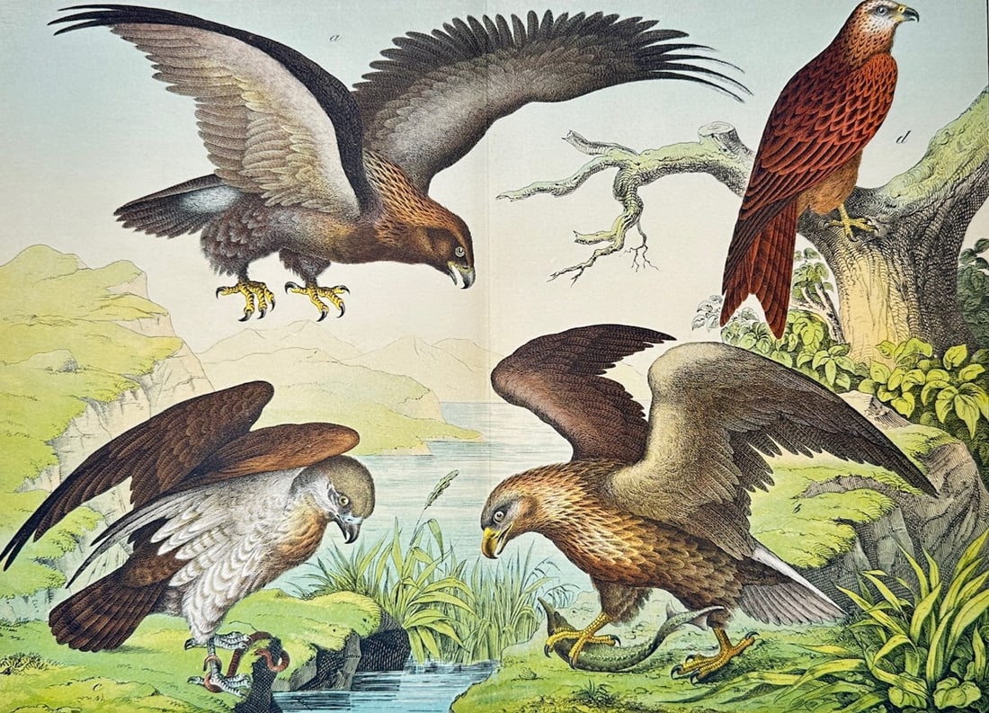 Gotthilf Heinrich von Schubert – Ornithological Study of Birds of Prey – Lithograph (19th (1 of 2)