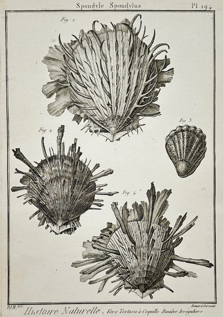 Robert Benard – Conchological Study of Spondylus Shells – Engraving (18th Century): "Spondylus" This conchological print illustrates a scientific study of several detailed spiny bivalve shells against a plain background. The work was published during the eighteenth century as part of