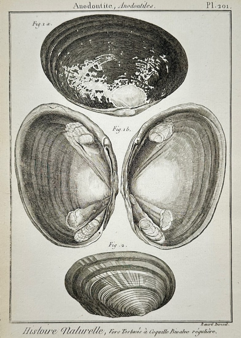 Robert Benard – Conchological Study of Anodontites Shells – Engraving (18th Century) (1 of 2)