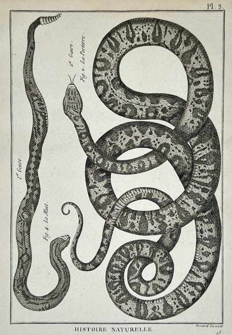 Robert Benard – Herpetological Study of Snakes – Engraving (18th Century) (1 of 2)
