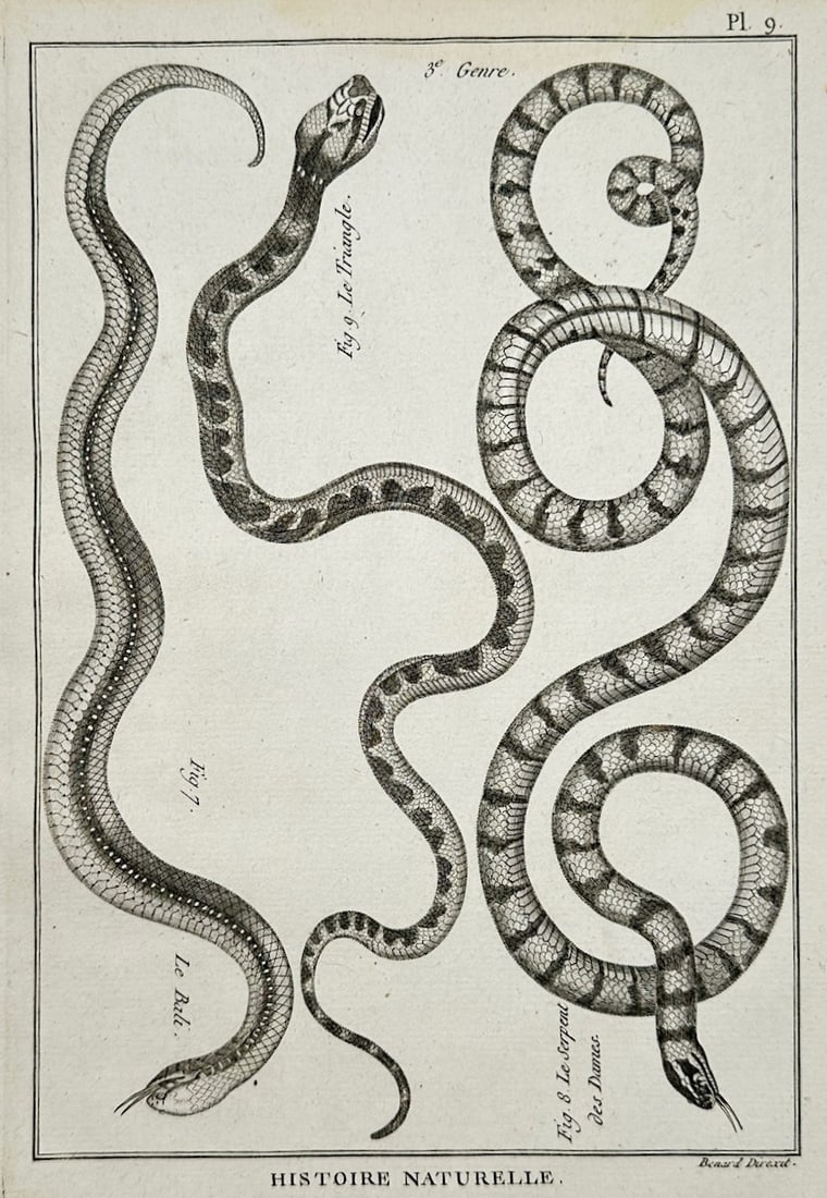 Robert Benard – Herpetological Study of Exotic Serpents – Engraving (18th Century) (1 of 2)