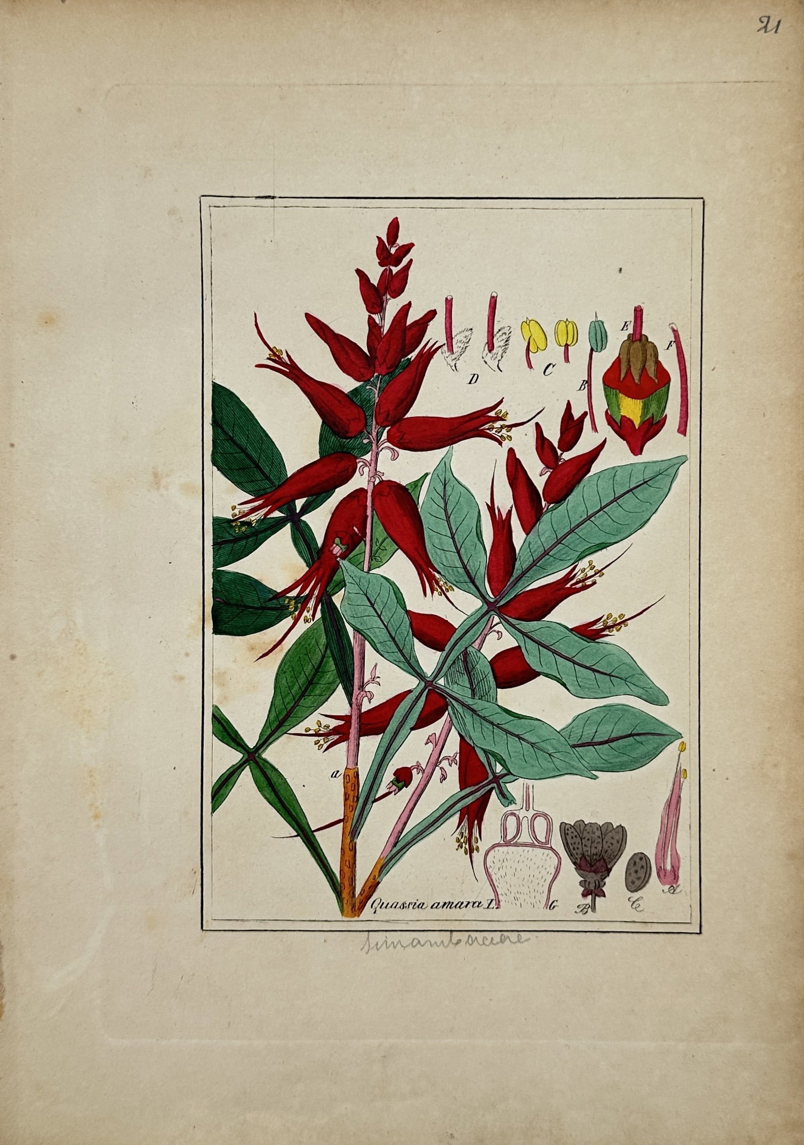 Max Schulze – Quassia Amara – Lithograph (19th Century): "Quassia Amara" This botanical print illustrates the tropical plant species featuring slender green foliage and vibrant red, tubular flower clusters along with anatomical details of its reproductive p
