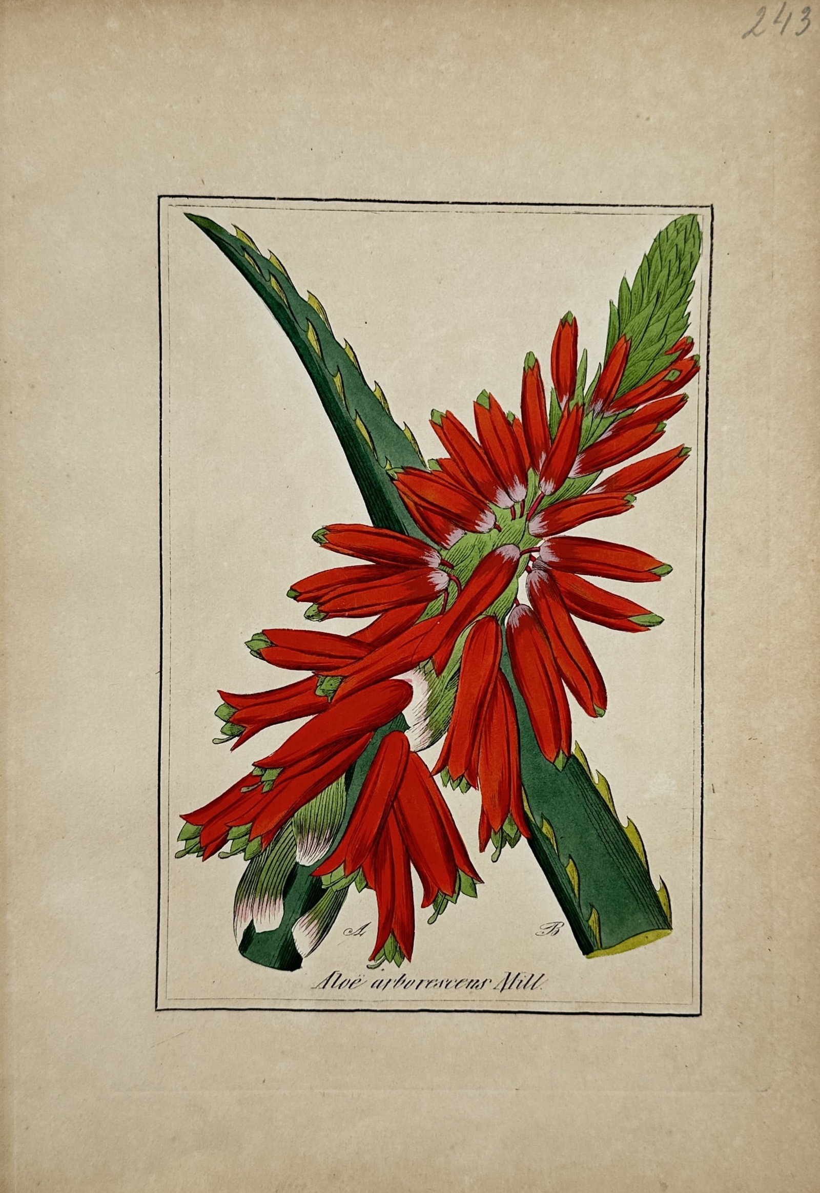 Max Schulze – Quassia Amara – Lithograph (19th Century) (1 of 2)