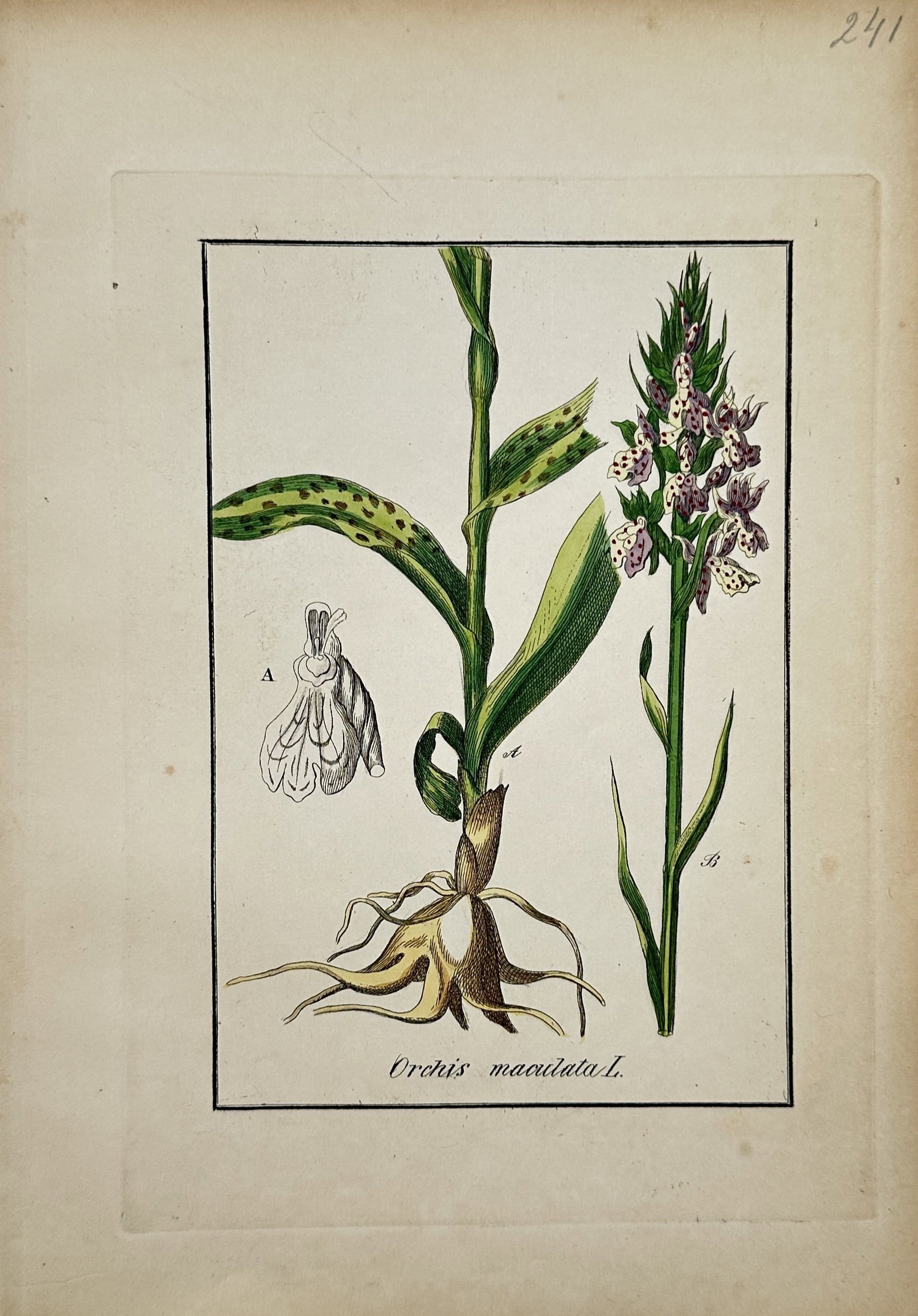 Max Schulze – Orchis Maculata – Lithograph (19th Century): "Orchis Maculata" This botanical print illustrates the wild orchid species featuring its spotted green foliage, root system, and a dense spike of pale purple and white speckled flowers along with a de