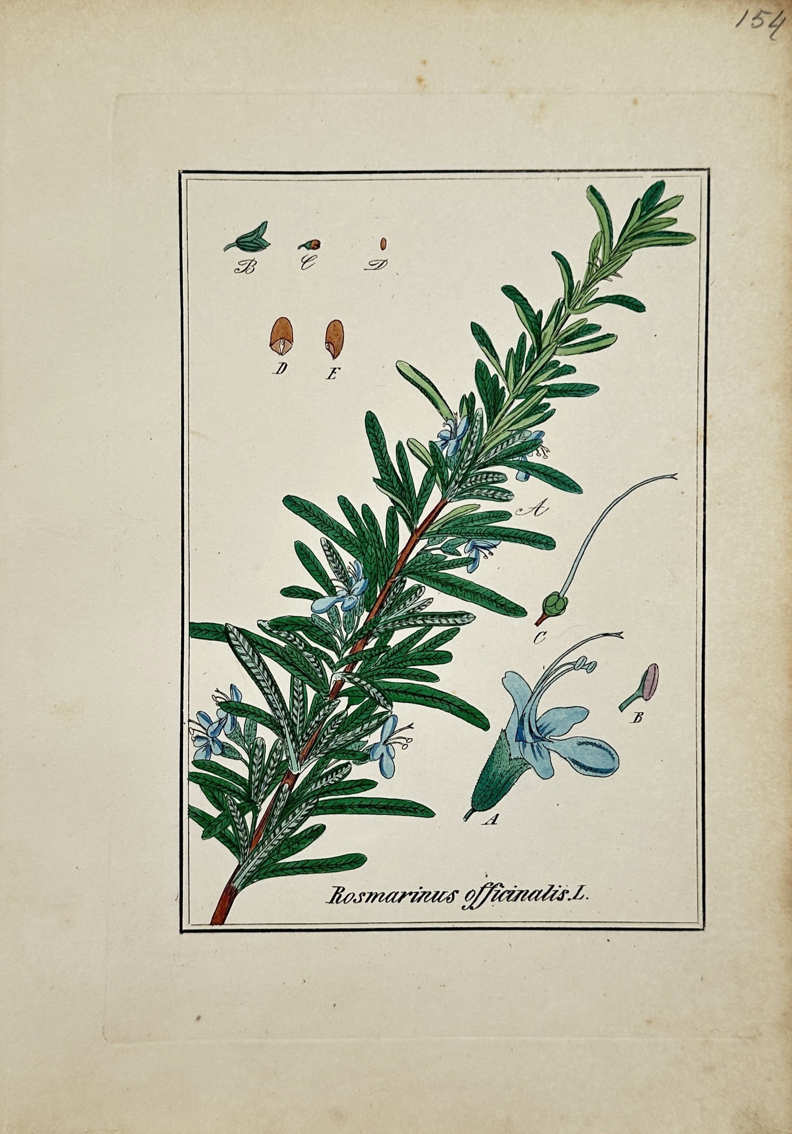 Max Schulze – Rosmarinus Officinalis – Lithograph (19th Century) (1 of 2)
