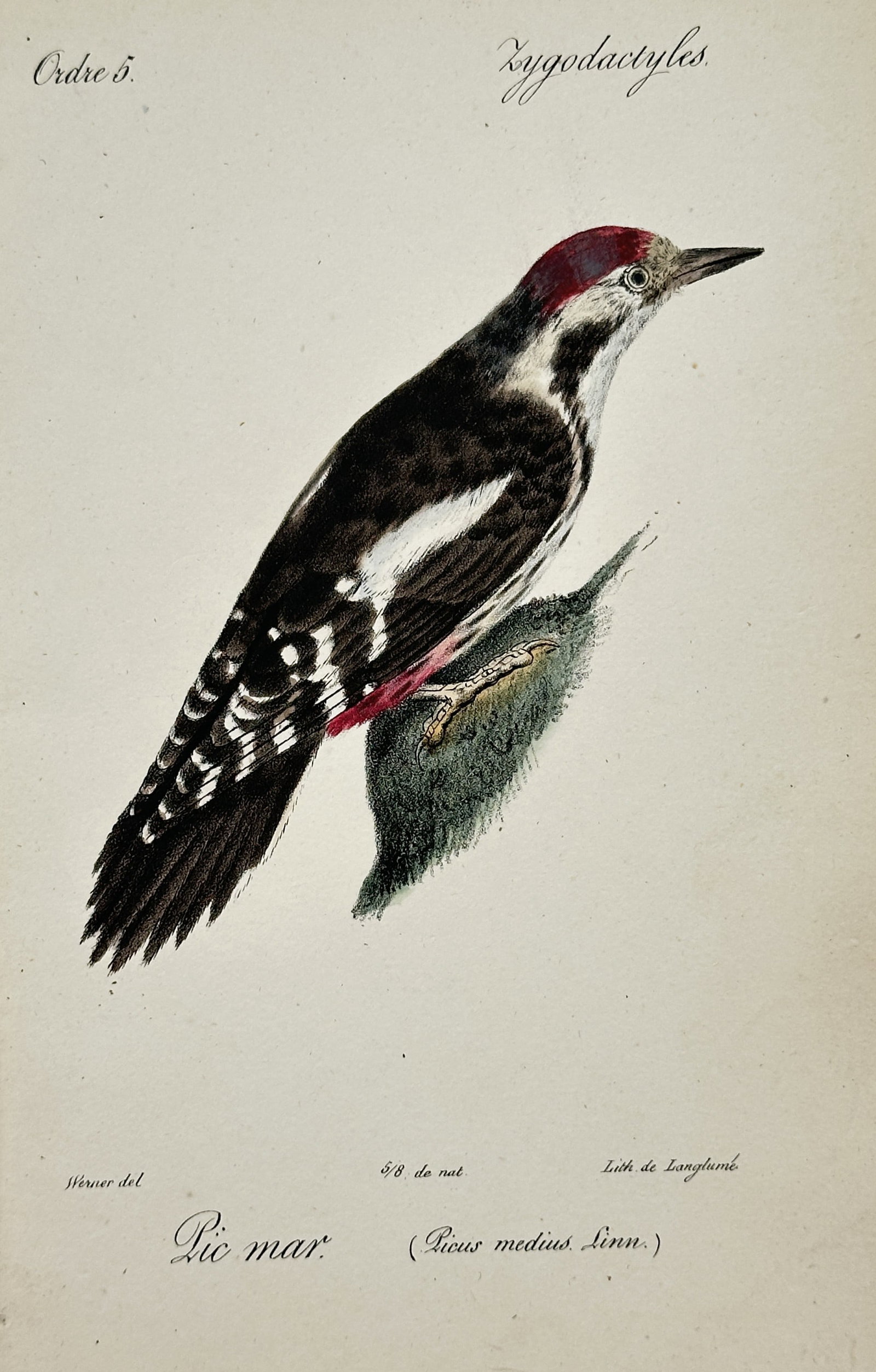 Jean Charles Werner – Middle Spotted Woodpecker – Lithograph (19th Century): "Middle Spotted Woodpecker" This classical natural history print illustrates a detailed wildlife specimen featuring a woodpecker with distinctive black, white, and red plumage perched on a small branc