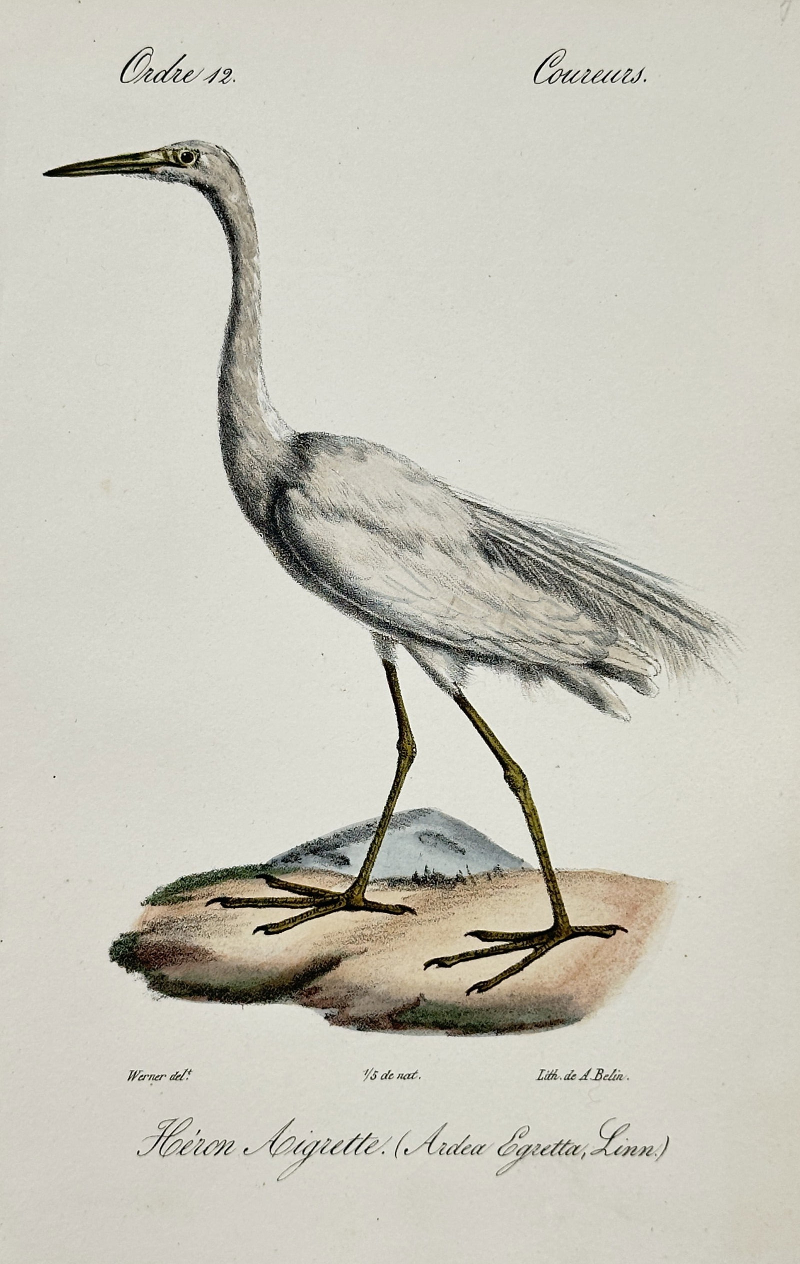 Jean Charles Werner – Great Egret – Lithograph (19th Century) (1 of 2)
