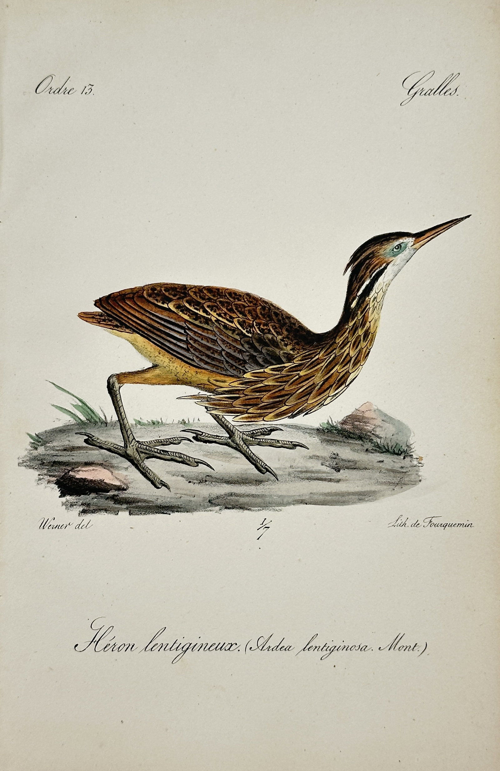 Jean Charles Werner – American Bittern – Lithograph (19th Century): "Heron Lentigineux" This classical natural history print illustrates a detailed wildlife specimen featuring a bittern with patterned brown plumage standing on a rocky shoreline. The work comes from a 