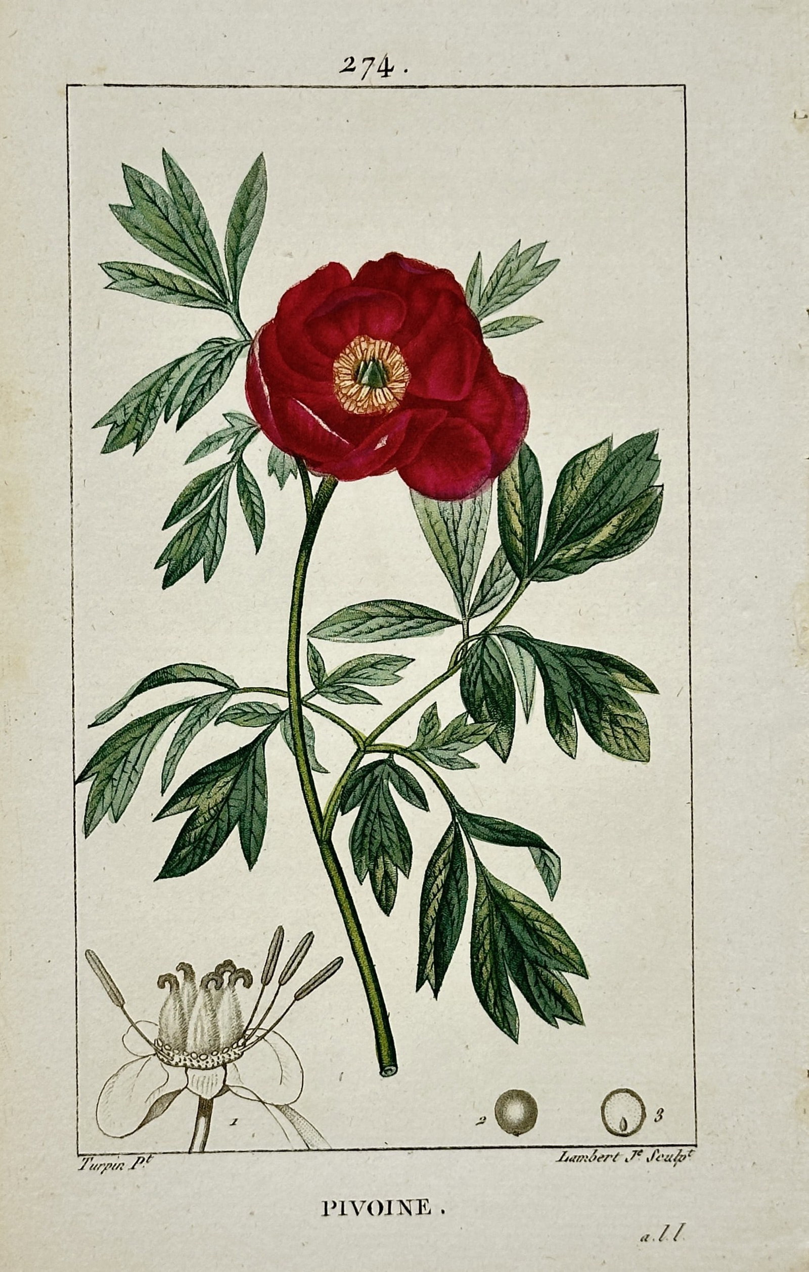 Pierre Jean Francois Turpin – Peony – Hand-colored engraving (19th Century) (1 of 2)