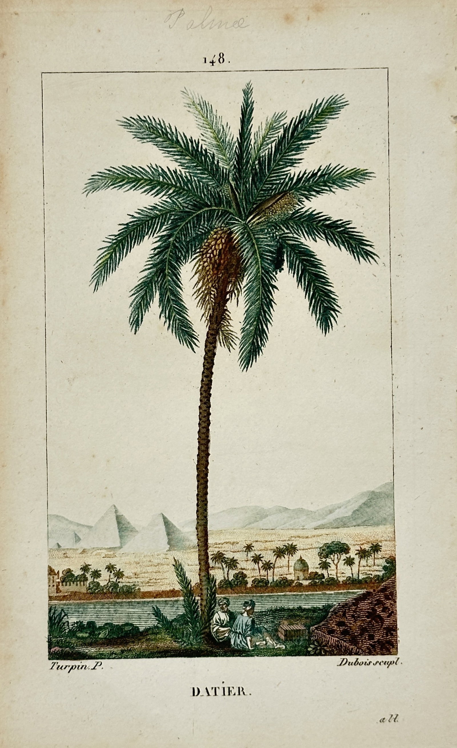 Pierre Jean Francois Turpin – Date Palm – Hand-colored engraving (19th Century) (1 of 2)