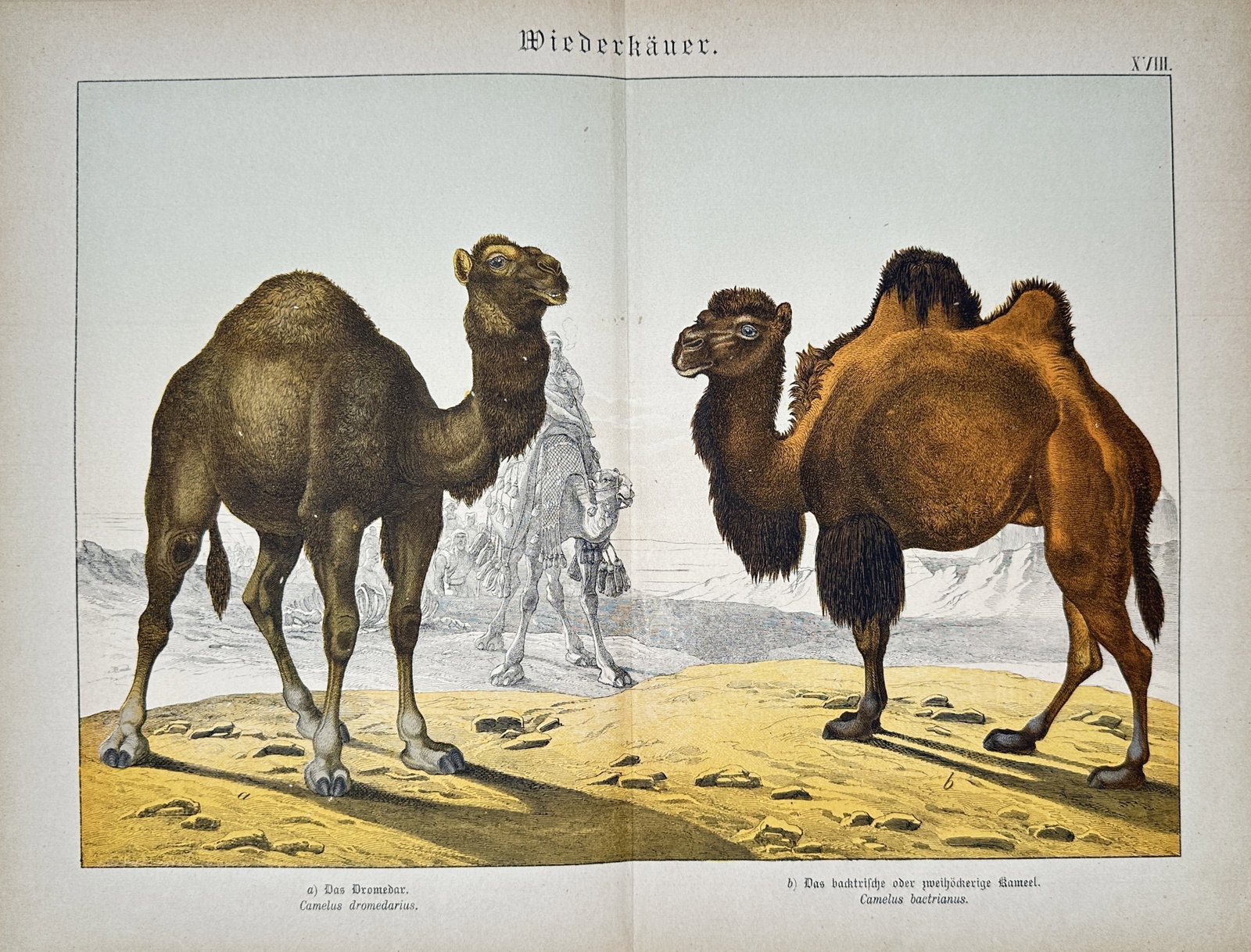 Gotthilf Heinrich von Schubert – Ruminants – Lithograph (19th Century) (1 of 2)