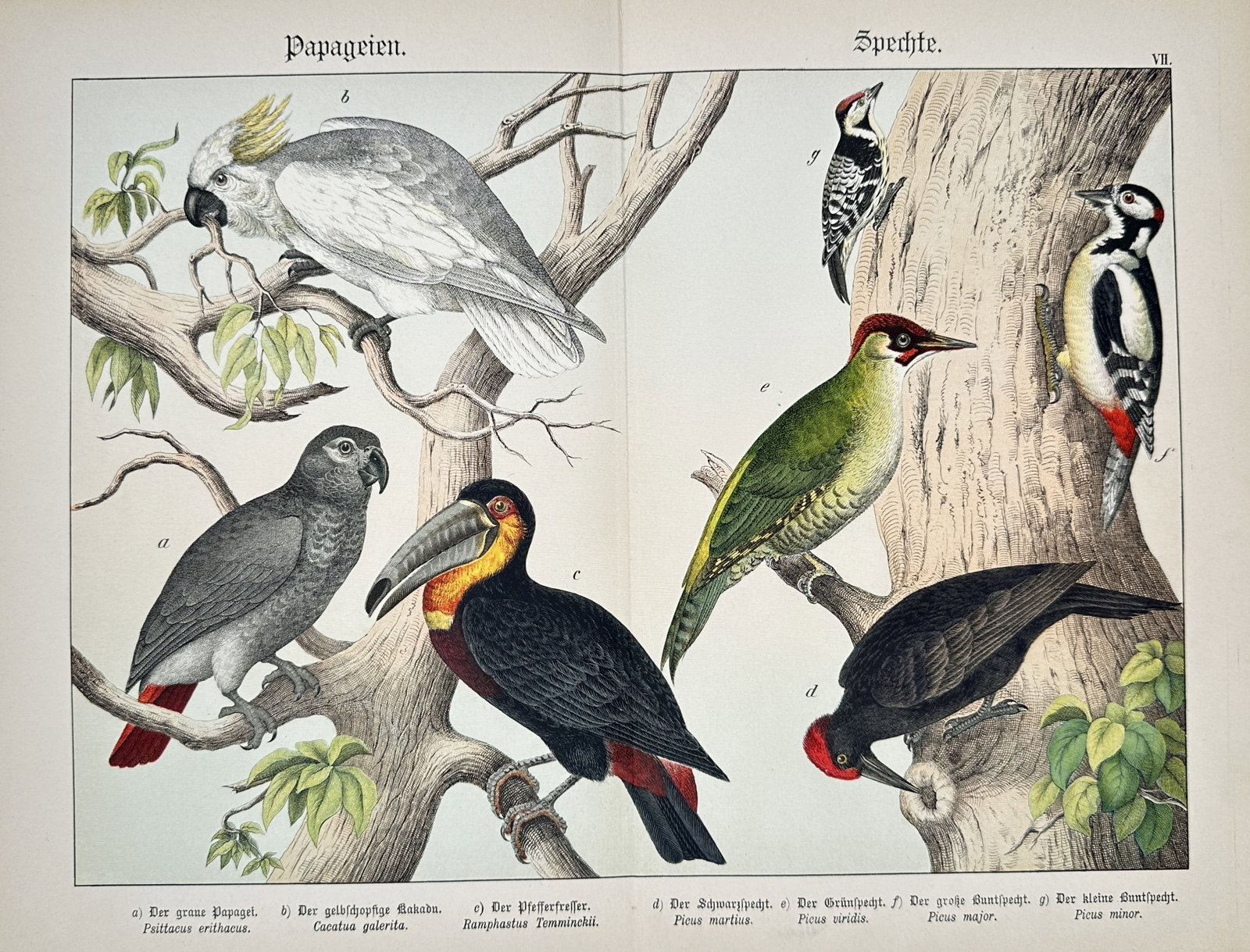 Gotthilf Heinrich von Schubert – Parrots and Woodpeckers – Lithograph (19th Century) (1 of 2)