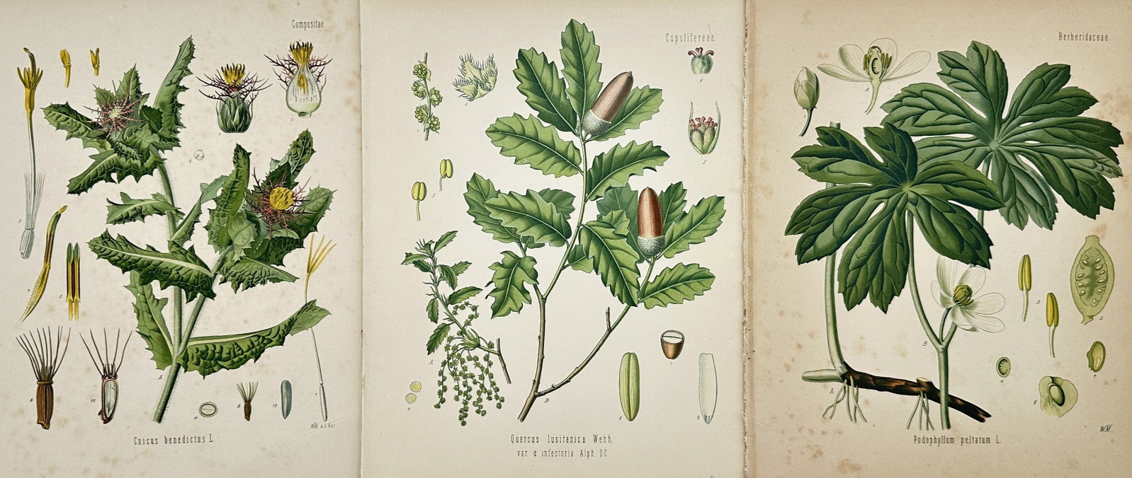 Hermann Adolph Köhler – Set of 3: Botanical Studies of Medicinal and Forest Plants – (1 of 2)