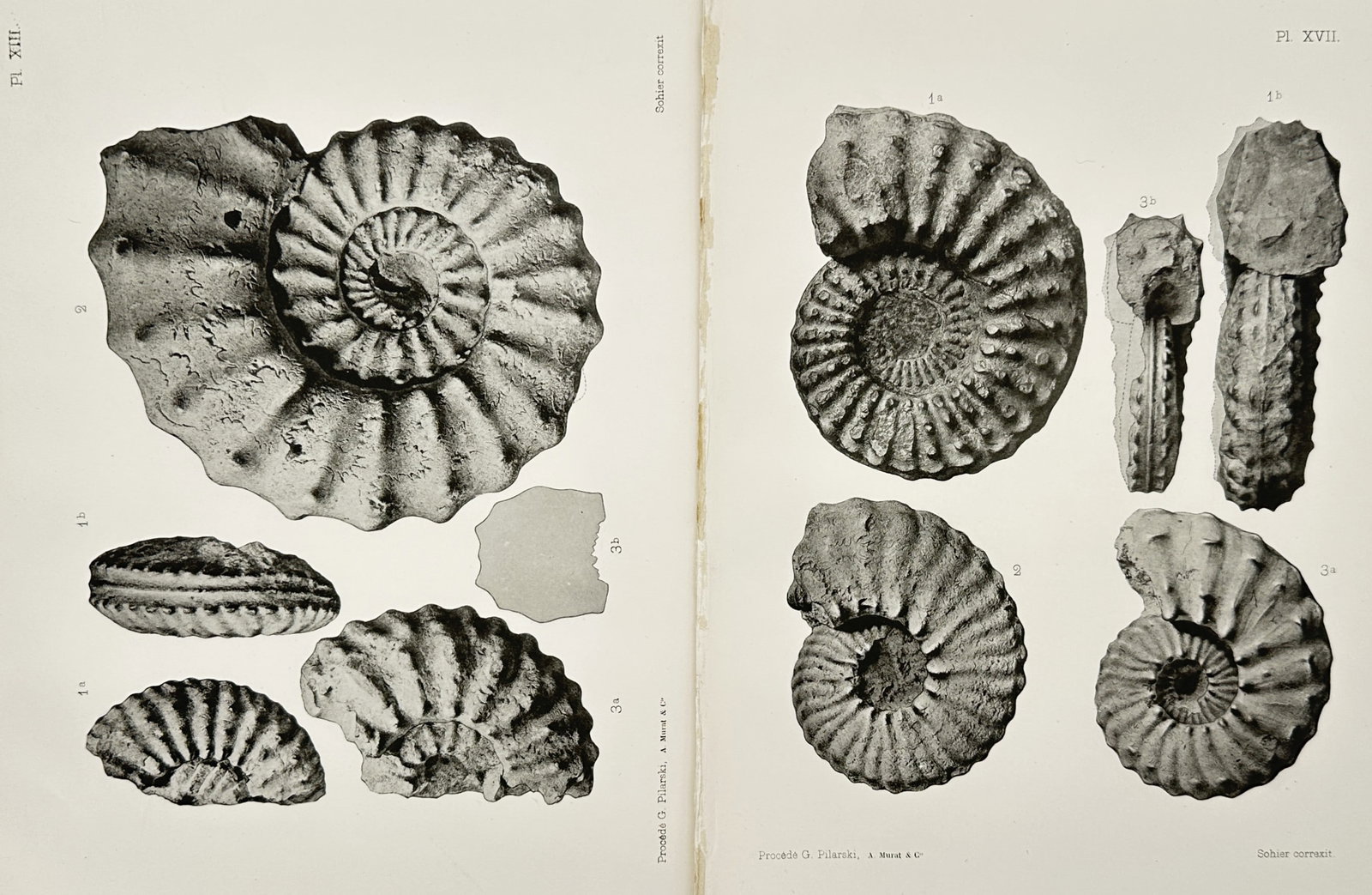 Albert de Grossouvre – Set of 2: Paleontological Studies of Cretaceous Ammonites – Lithographs: "Paleontological Studies of Cretaceous Ammonites" depicts a series of fossilized ammonite shells from multiple angles, highlighting their spiraled structures, ribbed chambers, and suture lines. These 